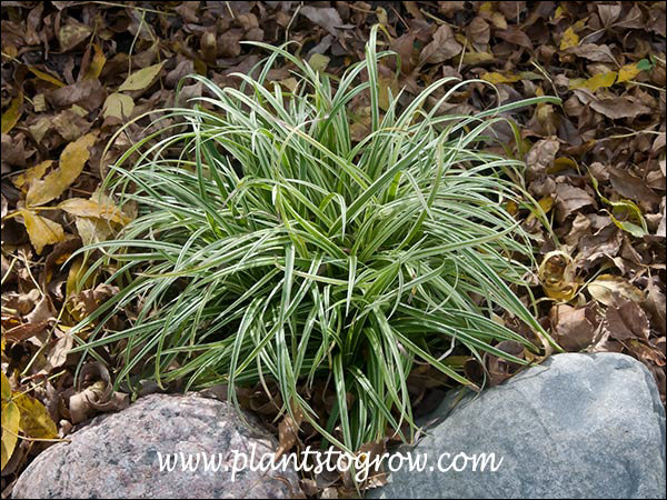 Carex Silver Scepter (Carex morrowii)
Newly planted 1 gallon plant in my garden.